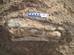 Partial tail club, Mongolia