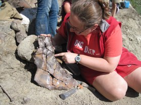 Pachyrhinosaurus squamosal at the Wapiti River Bonebed