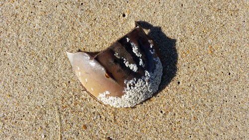 20151124_130953 - Copy